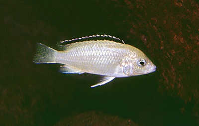 Labidochromis caeruleus 'Chadagha'